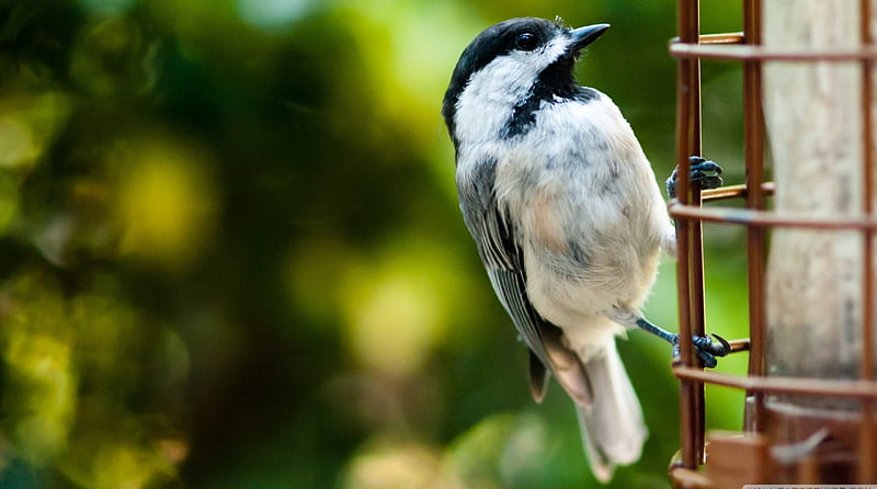 Bird on a fence, fence, bird, green, leaf, HD wallpaper | Peakpx