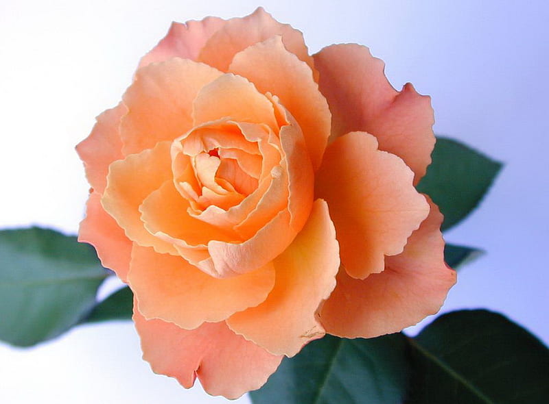 Delicate orange rose, wonderful, rose, orange, flower, nature, delicate, HD wallpaper