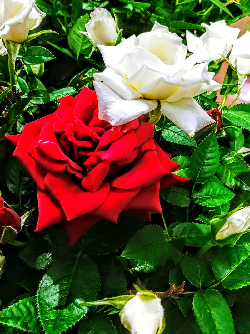Rose, flowers, HD phone wallpaper