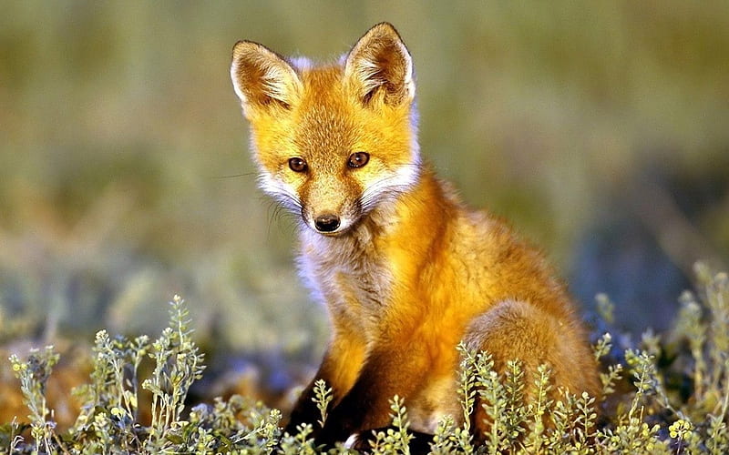 Baby Fox ~ Kit, baby fox, fox, kit, red fox, HD wallpaper | Peakpx