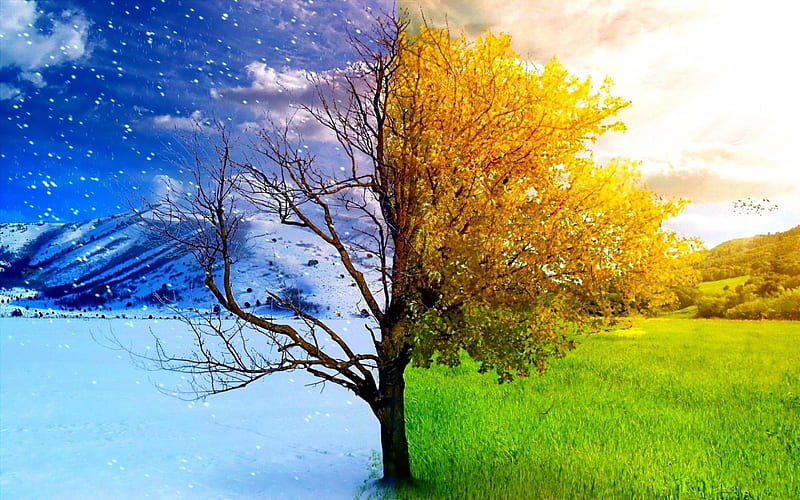 Summer and winter, summer, tree, season, winter, HD wallpaper