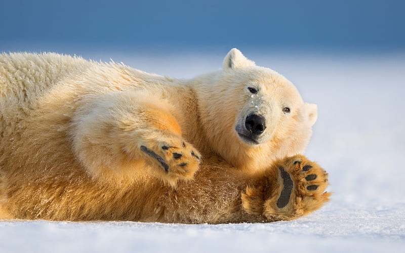 polar bear, snow, ice, Antarctica, wildlife, bears, HD wallpaper