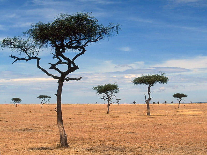Scattered Acacia Trees Kenya Africa, fields, landscape, HD wallpaper