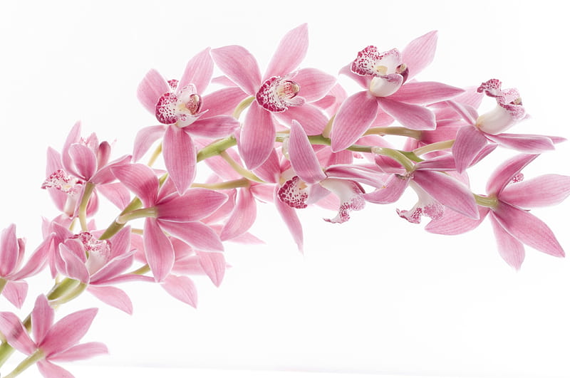 Orchid branch, orchid, flower, bonito, branch, pink, HD wallpaper