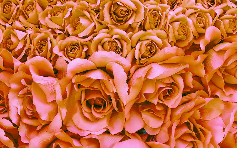 scarlet roses, macro, scarlet flowers, bokeh, roses, buds, scarlet roses bouquet, beautiful flowers, backgrounds with flowers, scarlet buds, HD wallpaper