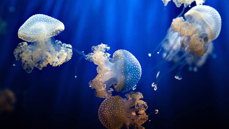 Jellyfishes Under Blue Sea Water Animals, HD wallpaper
