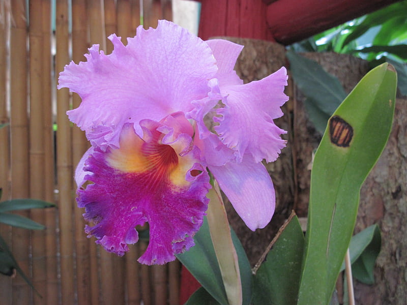 Contrast in Flowers 35 Orchids, graphy, purple, green, garden, Flowers ...