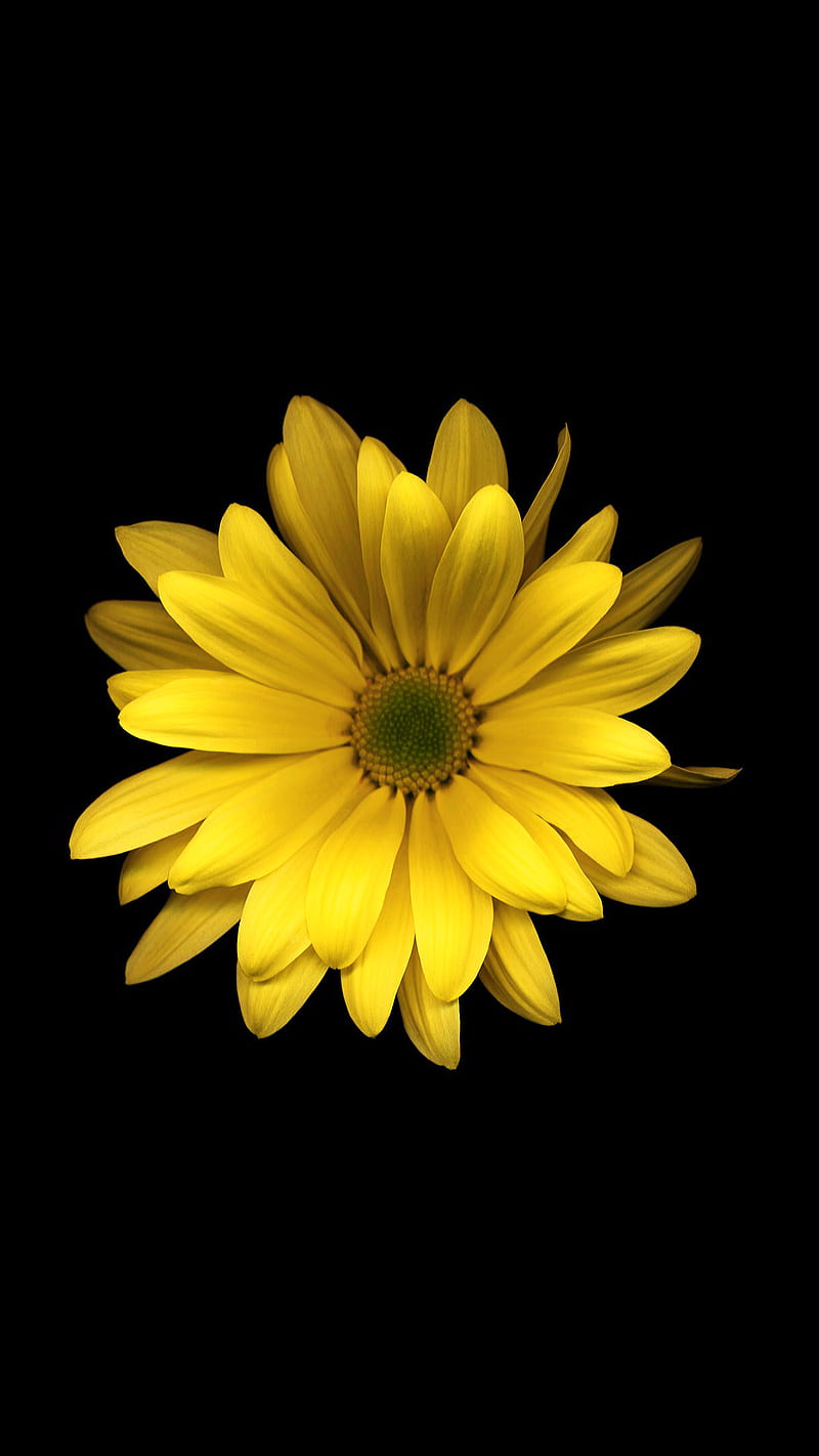 Yellow flower, daisy nature, HD phone wallpaper