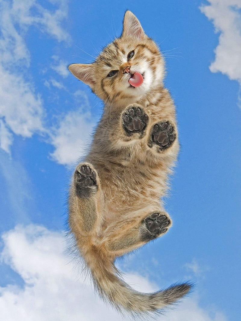 Funny cat, cats, cute kitty, HD phone wallpaper