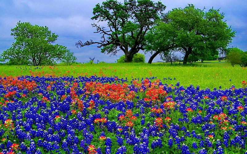 Spring Wildflowers in Texas Hill Country, Bluebonnets, Landscape, Flowers, Nature, Trees, HD wallpaper