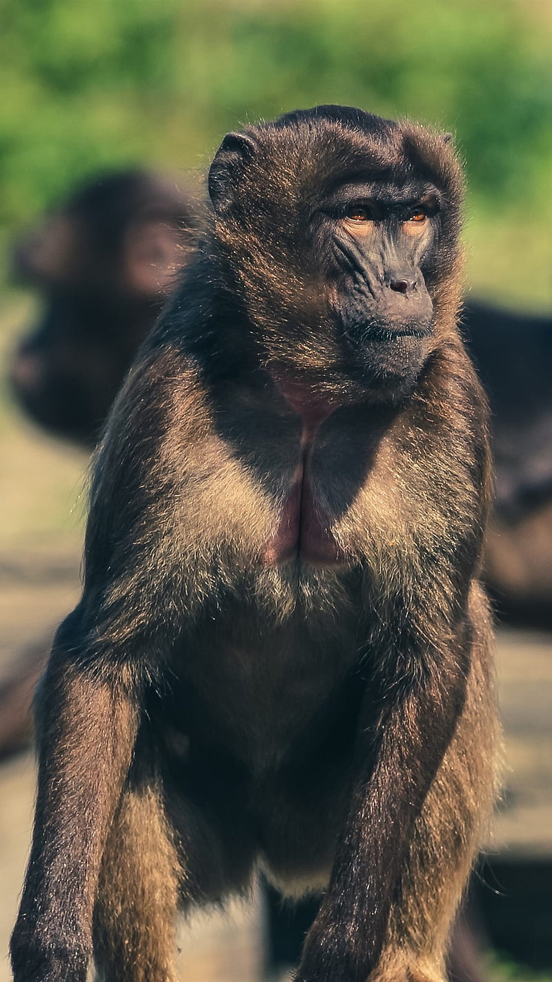 Monkey Flock, Zoo IPhone 8 7 6 6S Plus , Background, ,, Macaco, HD phone wallpaper