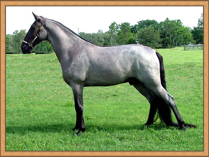 Neon Blue-Tennessee Walker, equus, walker, neon blue, horse, HD wallpaper