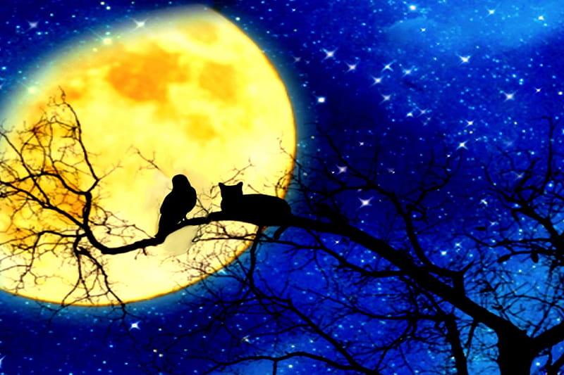 MOON WATCHERS, stars, tree, moon, bird, cat, sky, branch, HD wallpaper