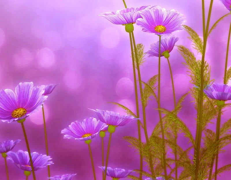 purple and pink spring flowers