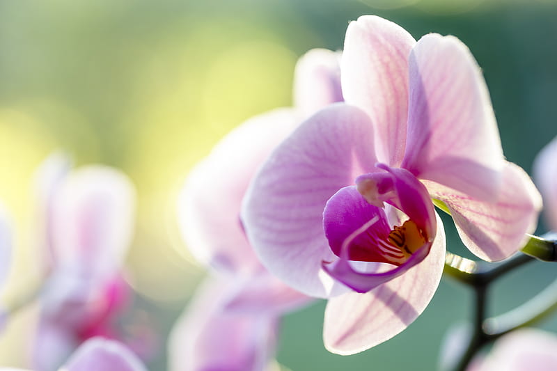pink and white moth orchid in bloom during daytime, HD wallpaper