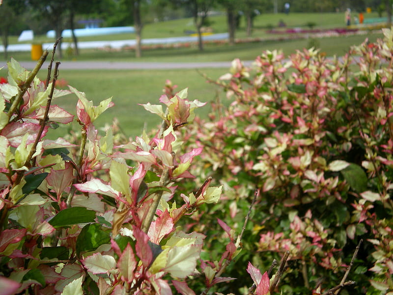 Arbustos de colores, colorido, naturaleza, arbustos, otros, Fondo de