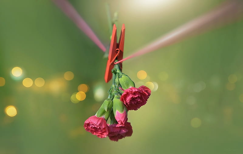 red, bokeh, green, flower, pink, carnation, card, HD wallpaper