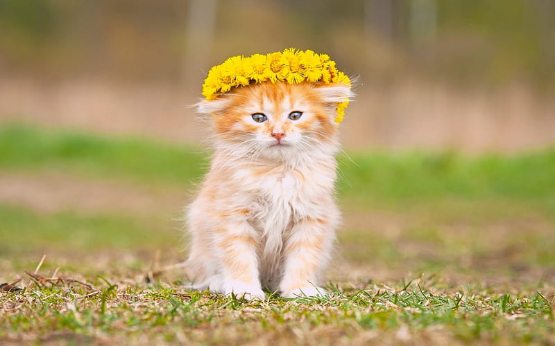 Kitten, orange, ginger, yellow, cat, animal, green, summer, flower, beauty, HD wallpaper