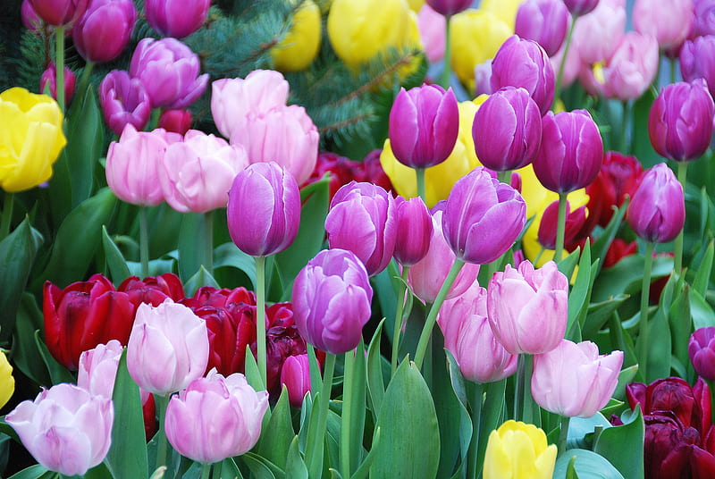 Besutiful tulips, Purple, Field, Flowers, Pink, HD wallpaper