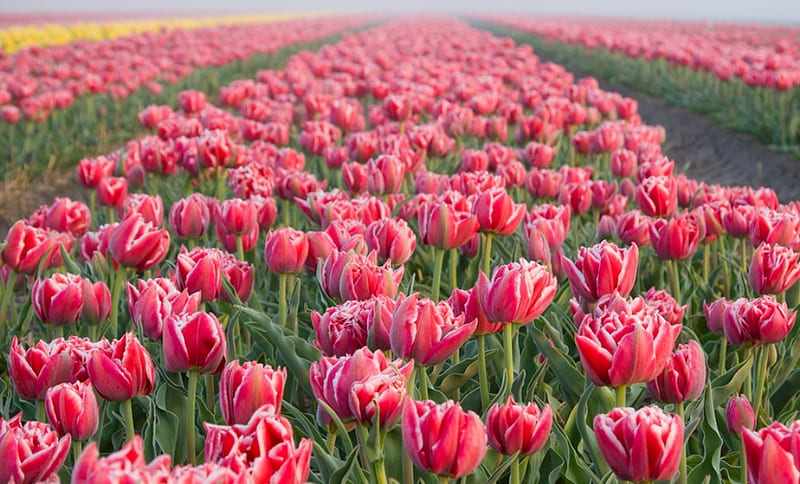 Sea of tulips, wonderful, red tulips, flowers, beauty, bonito, tulips, field, sea, HD wallpaper