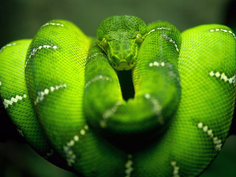 green snake, tree snake, danger, animal, geen, green wild, peacful, snake beauty, jungle, reptiles, snake, animals, HD wallpaper