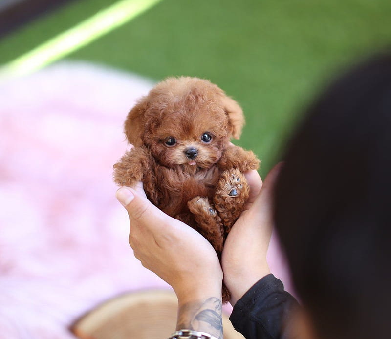:), puppy, brown, toy poodle, cute, mini, teacup puppy, caine, hand, dog, HD wallpaper