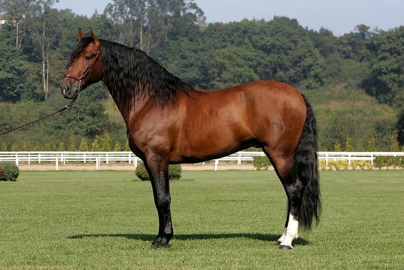 bay andalusian horse