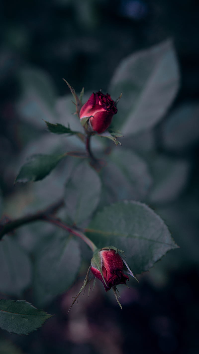 rose, flower, red, buds, bloom, HD phone wallpaper