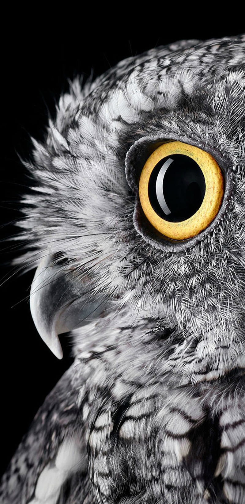 real owl iphone wallpaper