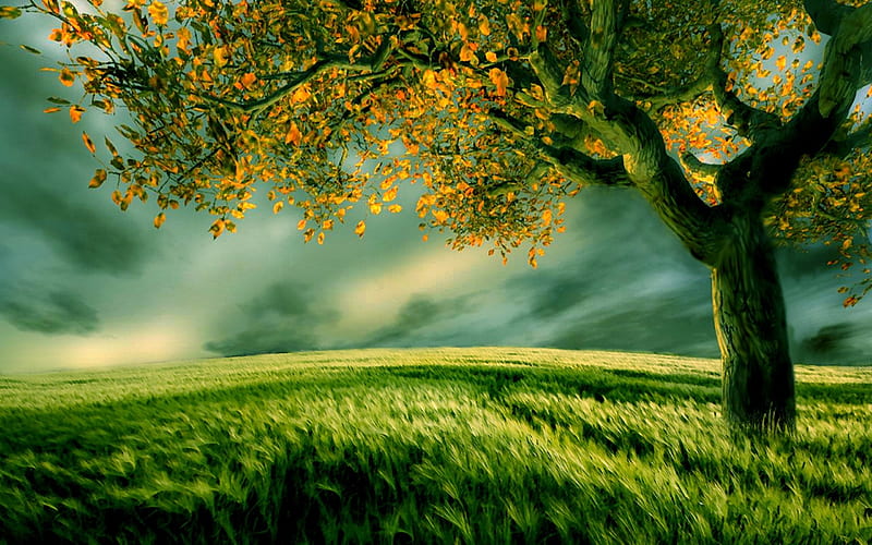 Peaceful Nature, Tree, Green, Artwork, Grass, HD wallpaper