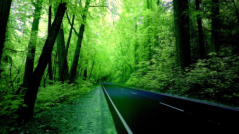 Road Between Green Trees Forest Forest, HD wallpaper