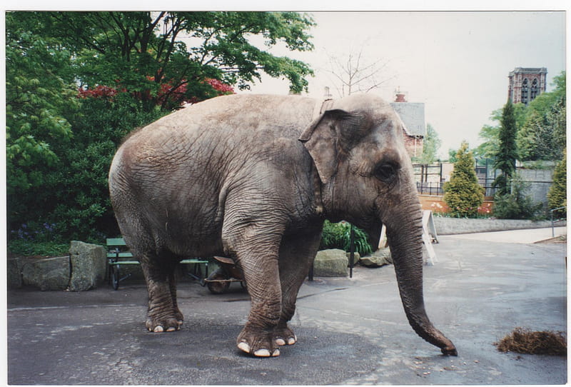 Wendy at Bristol Zoo, zoo, elephant, bristol, animal, HD wallpaper