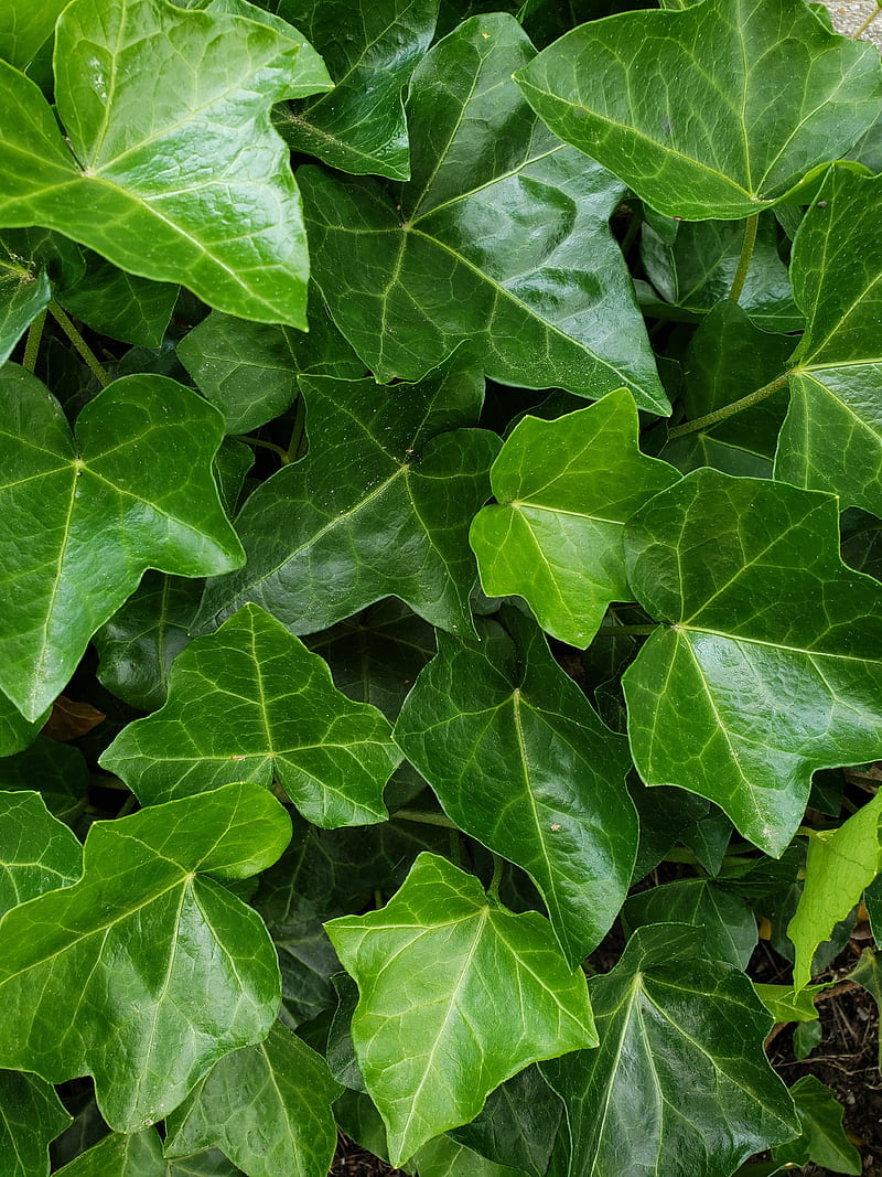 Ivy, green, leaf, leaves, summer, vine, HD phone wallpaper