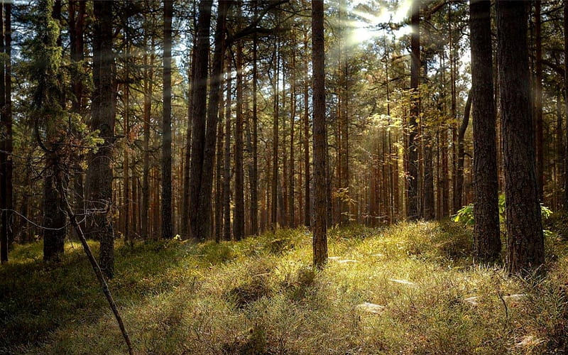 Forest in Latvia, sunbeams, Latvia, forest, trees, HD wallpaper | Peakpx
