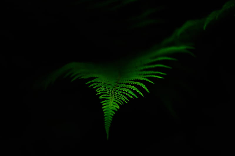 fern, leaf, green, dark, macro, HD wallpaper