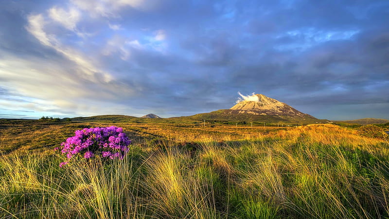 Mount Errigal Sunset, Ireland, grass, bonito, sunset, sky, clouds, green, wildflowers, prairie, flowers, pink, field, HD wallpaper
