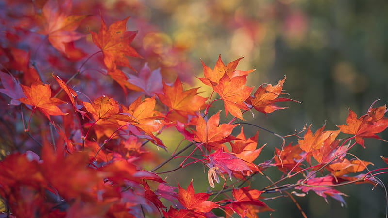 japanese maple, leaves, branches, autumn, HD wallpaper