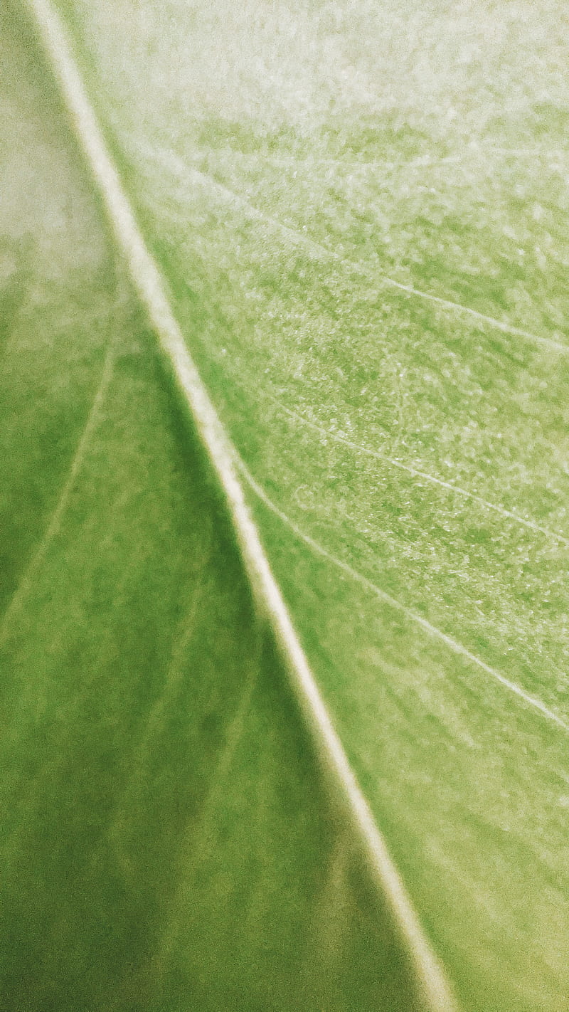Green leaf in close up graphy, HD phone wallpaper | Peakpx