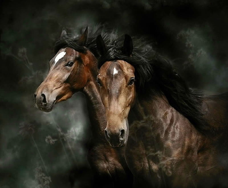 Two in the wild, white blaze, wild, brown and black, gallop, horses, pair, HD wallpaper