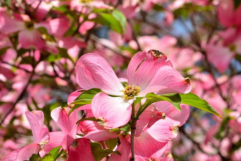 Spring Flowers, dogwood, pink flowers, pink dogwood, HD wallpaper