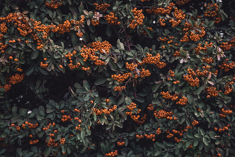 rowan, berries, grones, branches, leaves, HD wallpaper