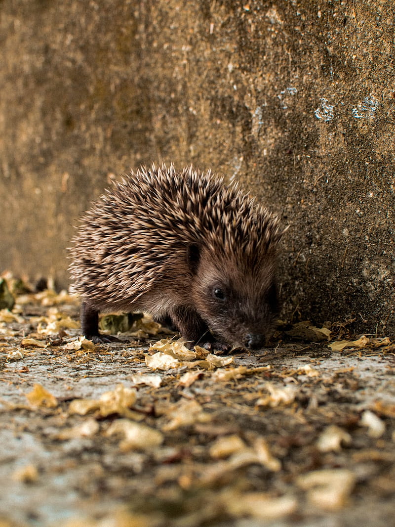 30, Porcupine, Cute Porcupine, HD phone wallpaper | Peakpx