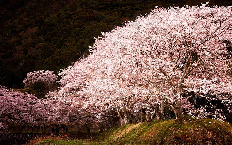 spring, pink tree, sakura, cherry blossom, garden, japan, Hyogo, HD wallpaper