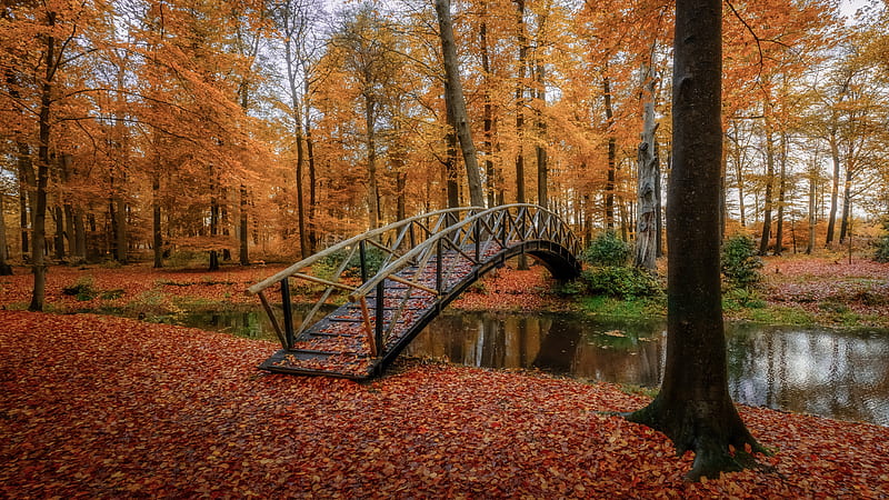 Bridge Between River Surrounded By Trees With Leaves On Ground Nature, HD wallpaper