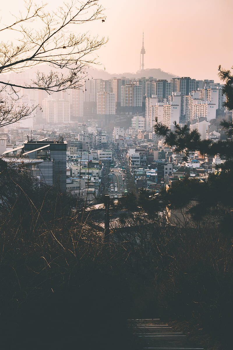 city, fog, buildings, branches, aerial view, HD phone wallpaper
