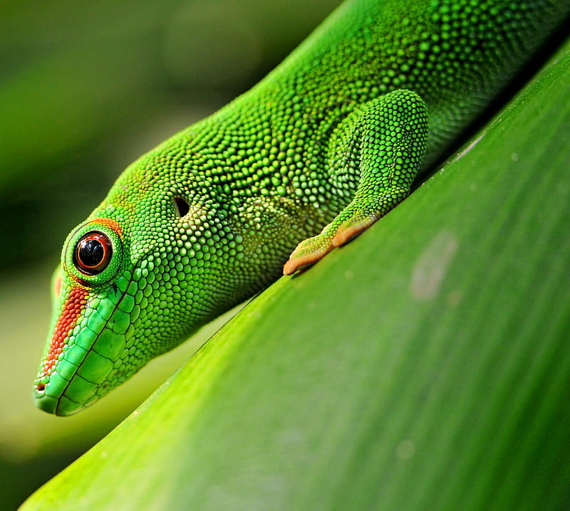 Green Gecko, animal, gecko, reptile, HD wallpaper