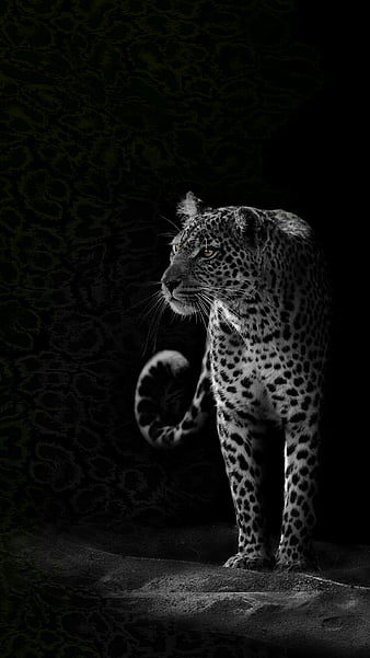 Leopard, animal, black, HD phone wallpaper | Peakpx