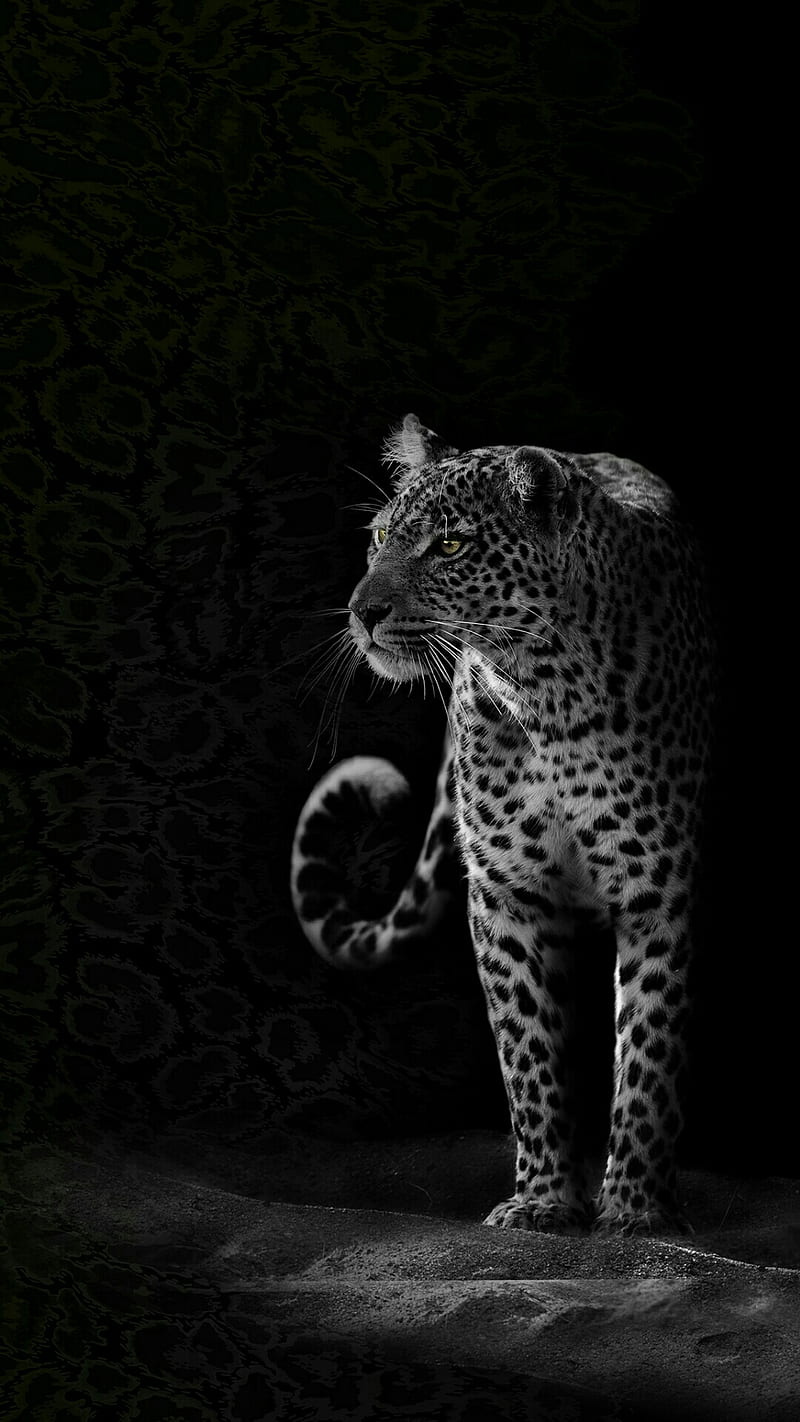 Leopard, animal, black, HD phone wallpaper