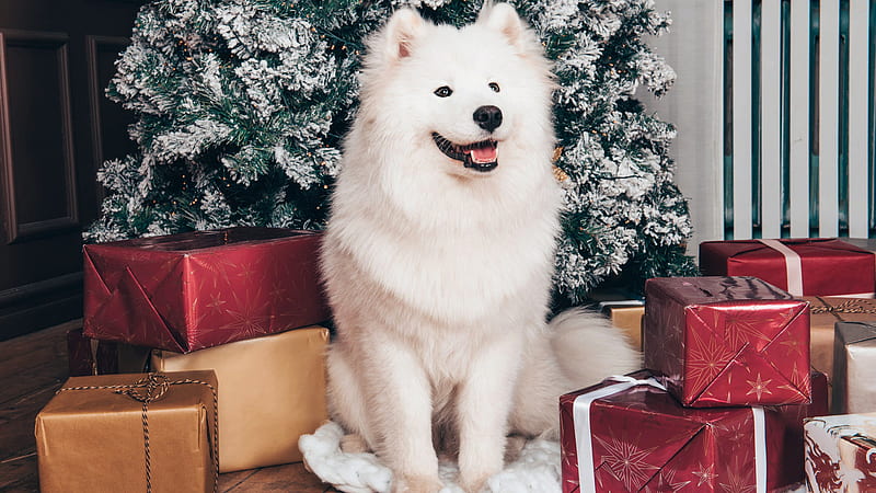 White Samoyed Dog Is Sitting In Christmas Tree Background With Gift Boxes Animals, HD wallpaper