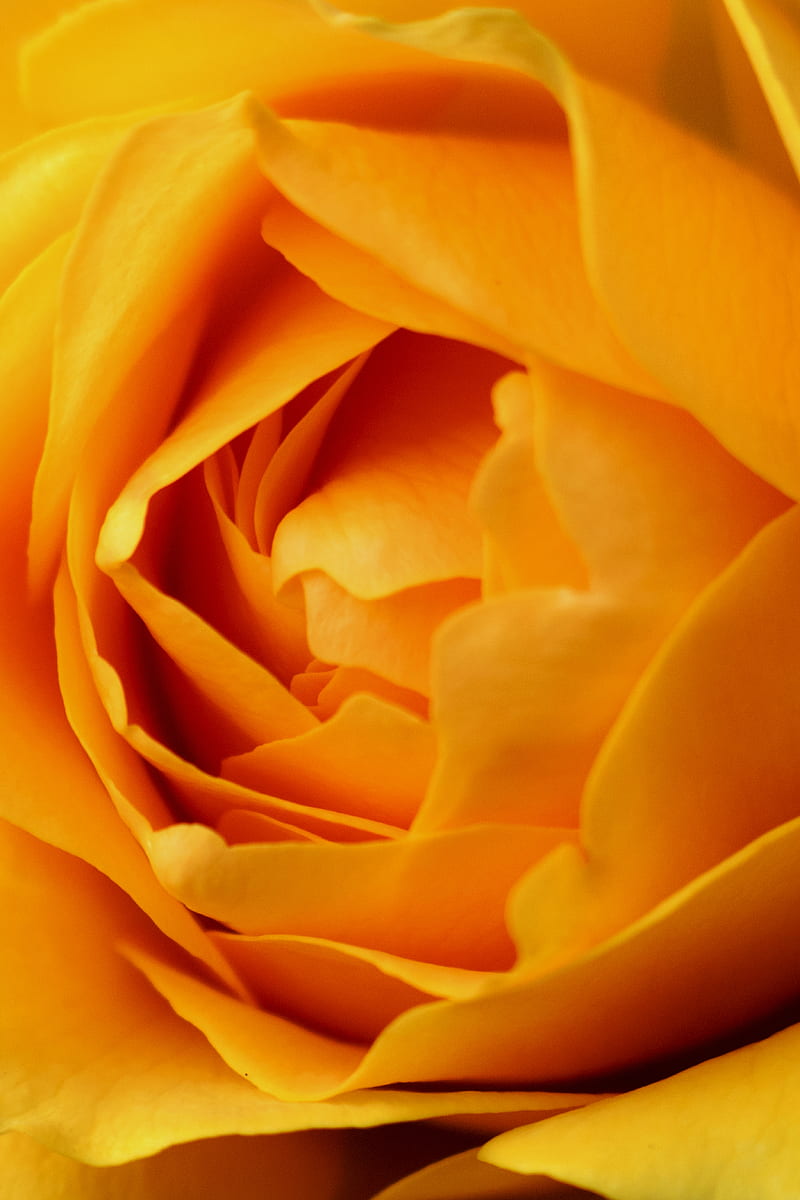 rose, flower, yellow, petals, macro, HD phone wallpaper
